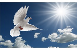 DỊP ĐẦU NĂM MỚI NÀY, ĐỨC MẸ KHUYÊN TÔI:  HÃY XIN CHÚA THÁNH THẦN BAN CHO MỘT ƠN ĐẶC BIỆT  ĐÓ LÀ ƠN KHÔN NGOAN - GB. Bùi Tuần