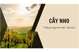 Chúa nhật V Phục Sinh ( Ga 15, 1-8 ) năm 2024