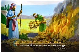 Chúa Nhật XVI Quanh Năm A ( Mt 13, 24-43 )  năm 2026